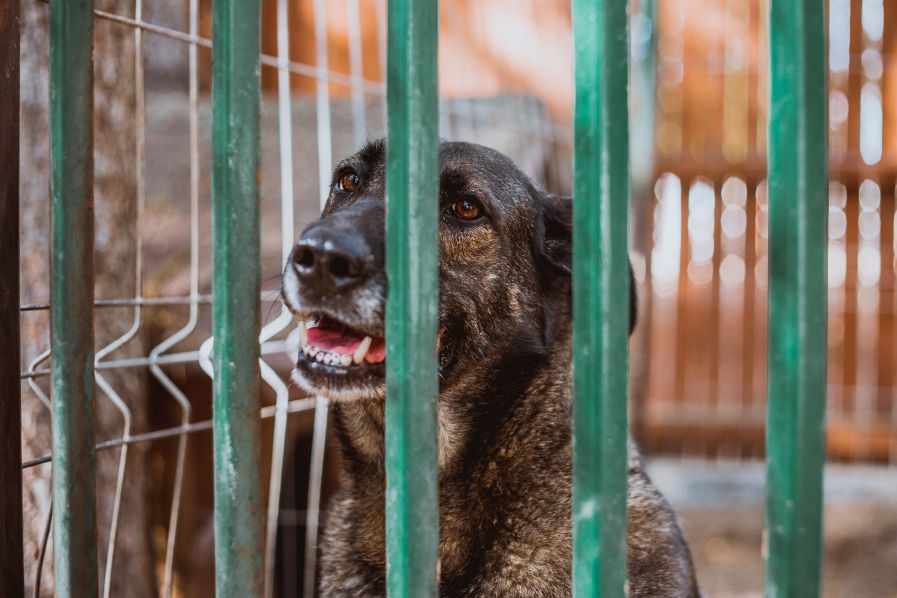 Ældre hund i dyrehjem