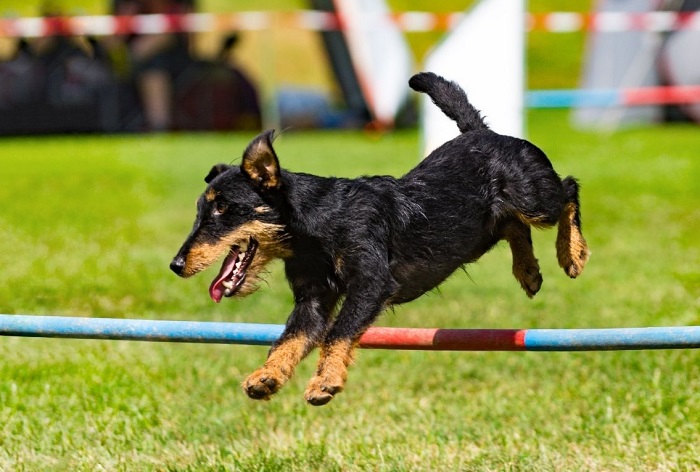 Jagtterrier springer over et hegn - dette er en race, der har brug for meget motion og arbejde.