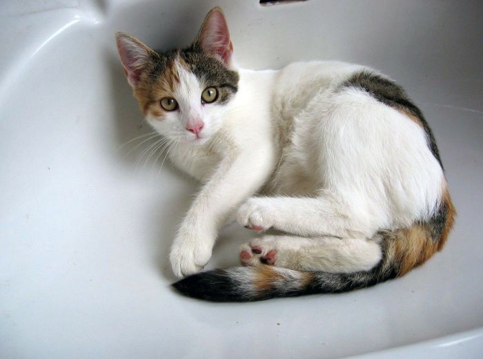 Katten ligger i vasken.
