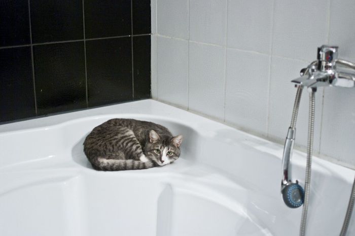 Kat i badekar.