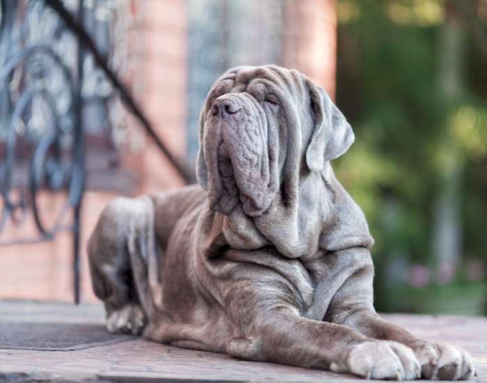 Den neapolitanske mastiff som husvagt.