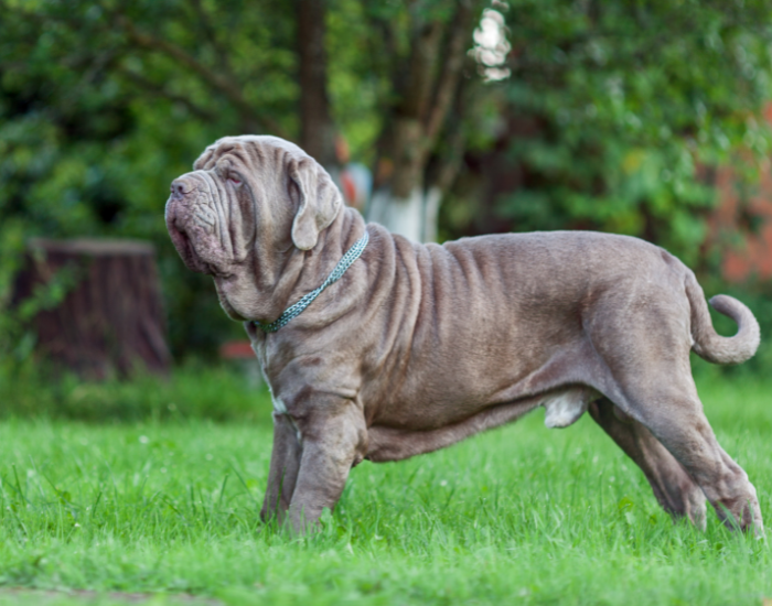 Model af den neapolitanske mastiff.