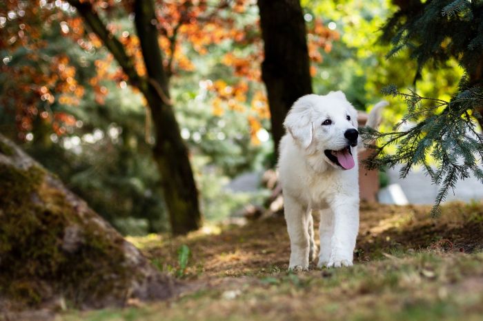 Podhale Hyrdehund hvalp