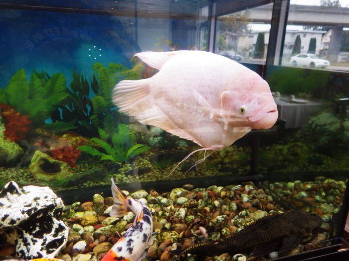 Piraya i akvariet