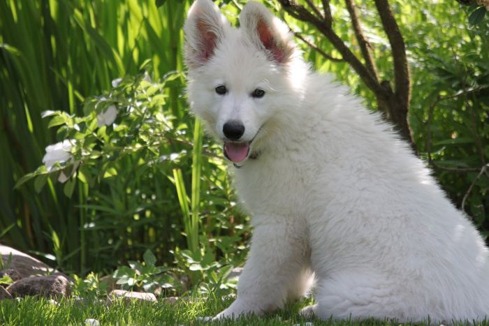 Schweizisk hyrdehund hvalp