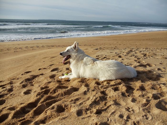 Schweizisk hyrdehund på stranden
