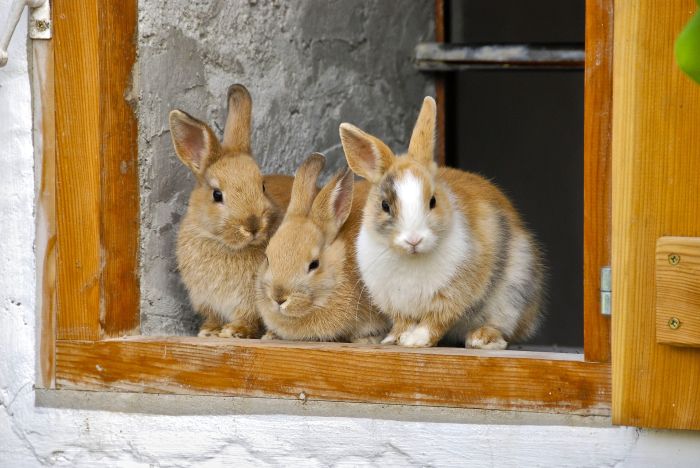 Tre miniaturekaniner.
