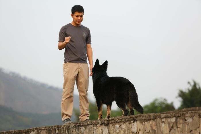 Hundepsykolog underviser en hund