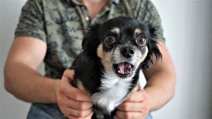 Hundepsykolog
