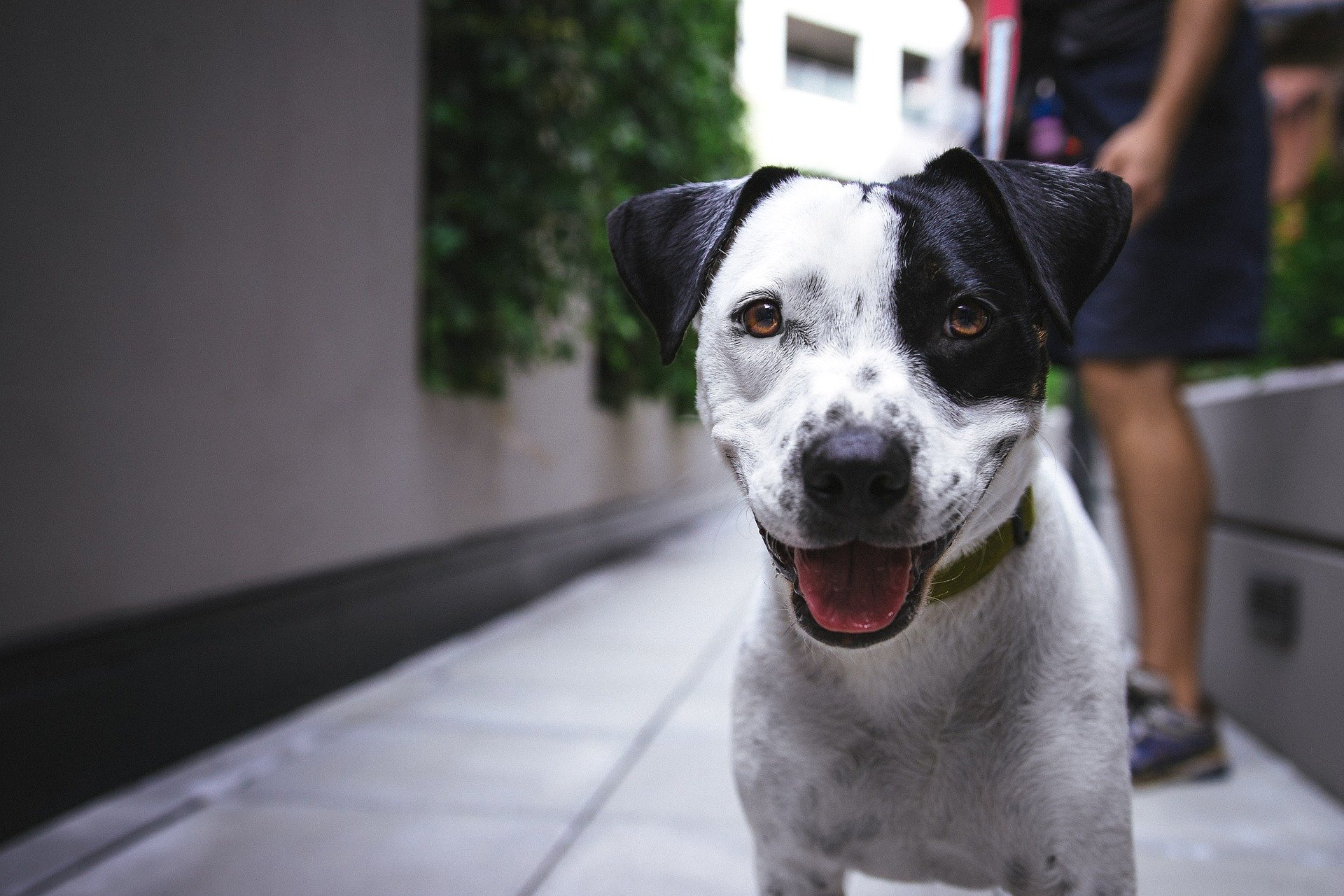 Blærebetændelse hos hunde skal behandles af en dyrlæge. Du kan ikke give din hund medicin på egen hånd.