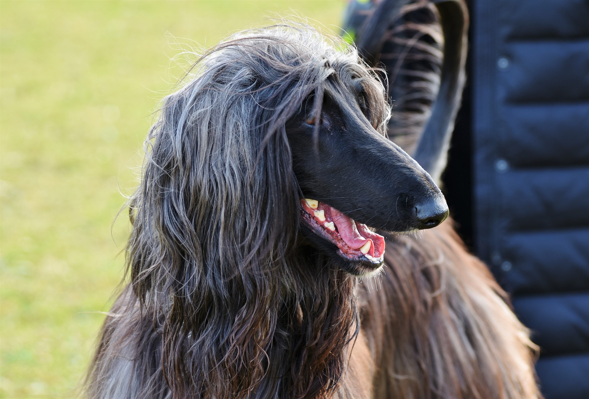 De er blide over for børn og andre dyr og arbejder gerne i par. Afghanske Hounds er meget lærenemme, men også stædige.