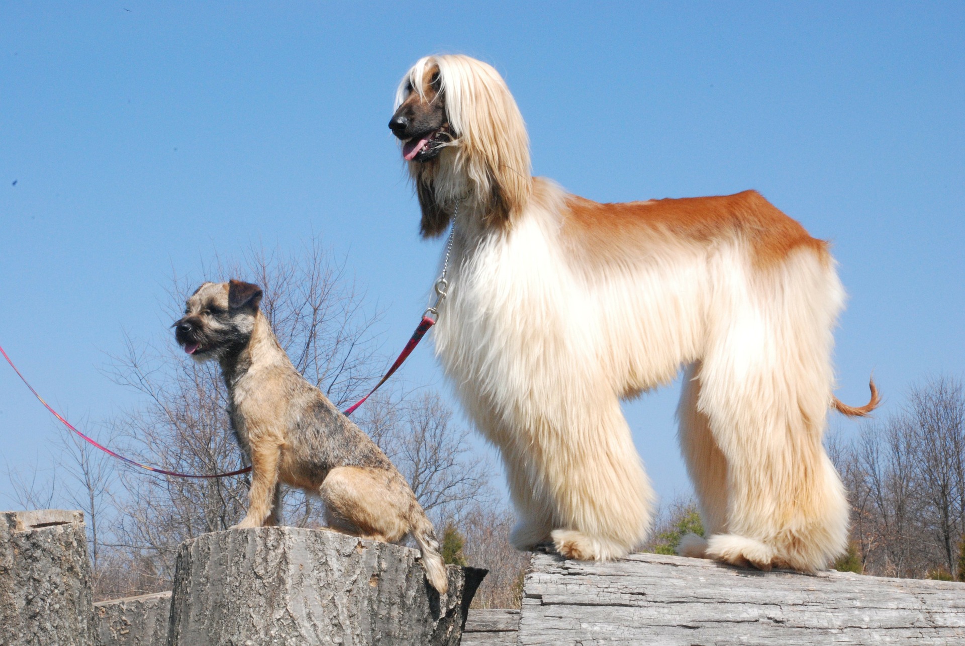 I Polen kræves der en tilladelse til at eje en hund - uanset race.