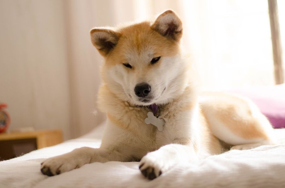Ung Akita med beige farve