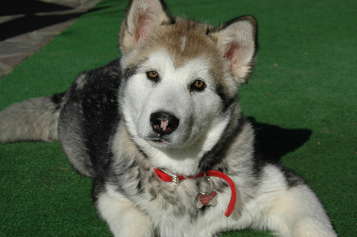 Alaskan Malamute hvalp.