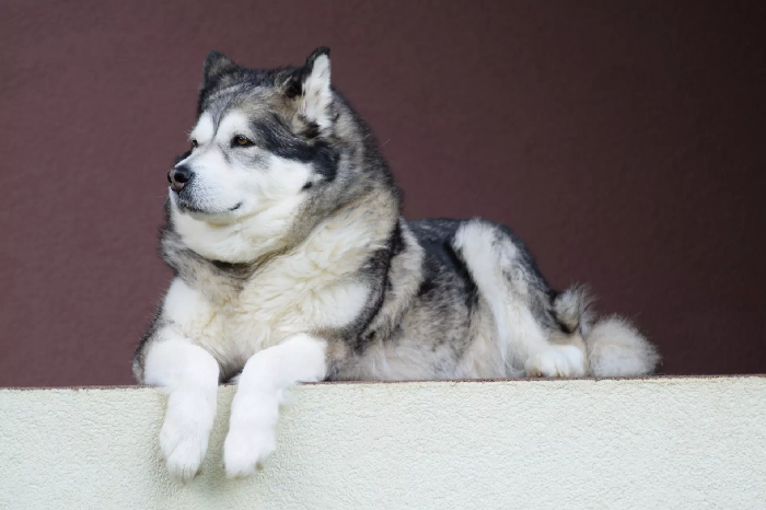 Voksen Alaskan Malamute.