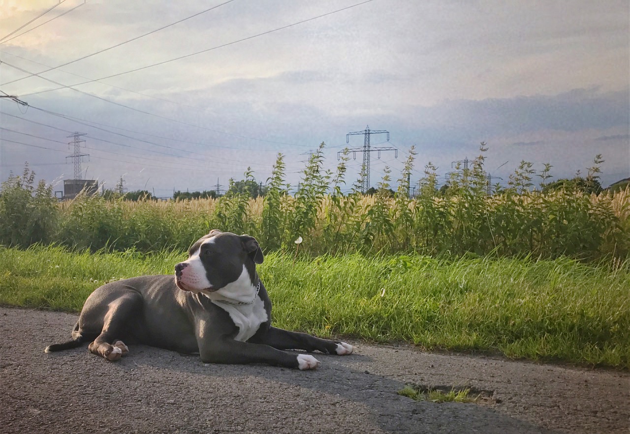 American Bully er en meget nysgerrig hund. Den er meget nysgerrig og inviterer til leg, men kan også være overdrevent stædig og lide af separationsangst - derfor er en konsekvent træning af hvalpe meget vigtig.