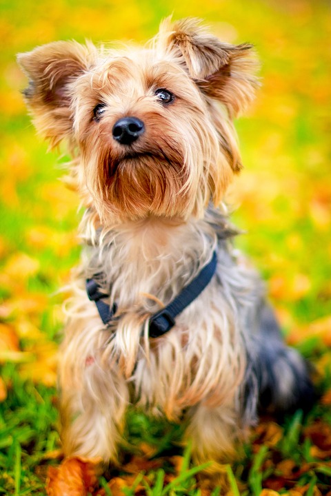 York i fuld pels. En velplejet pels er Yorkies stolthed, den er blød og flydende.