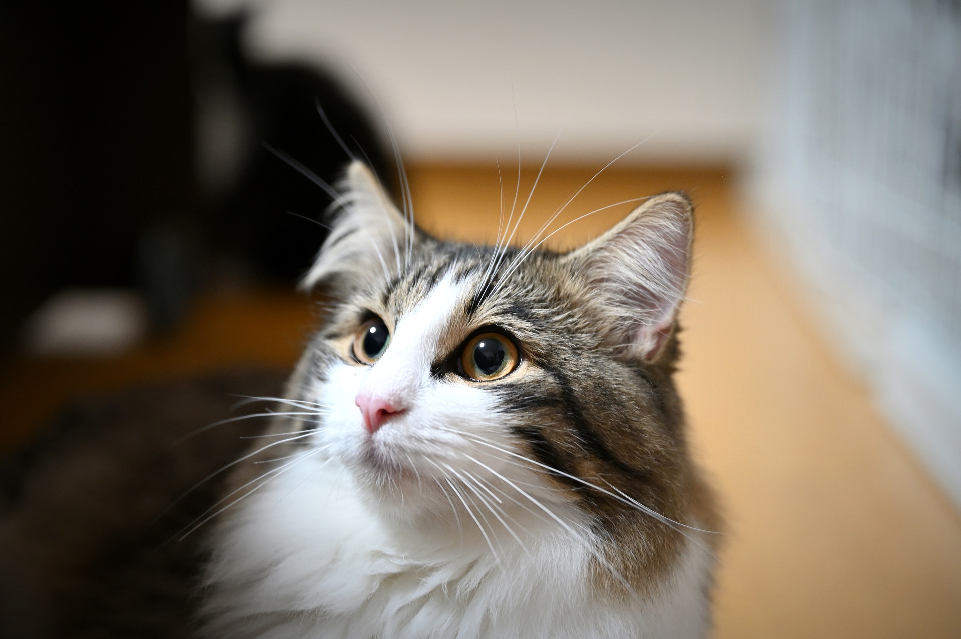 Norsk Skogkatt har en hundelignende natur. De er ideelle til gåture, føres i snor, apporterer gerne og lærer tricks.