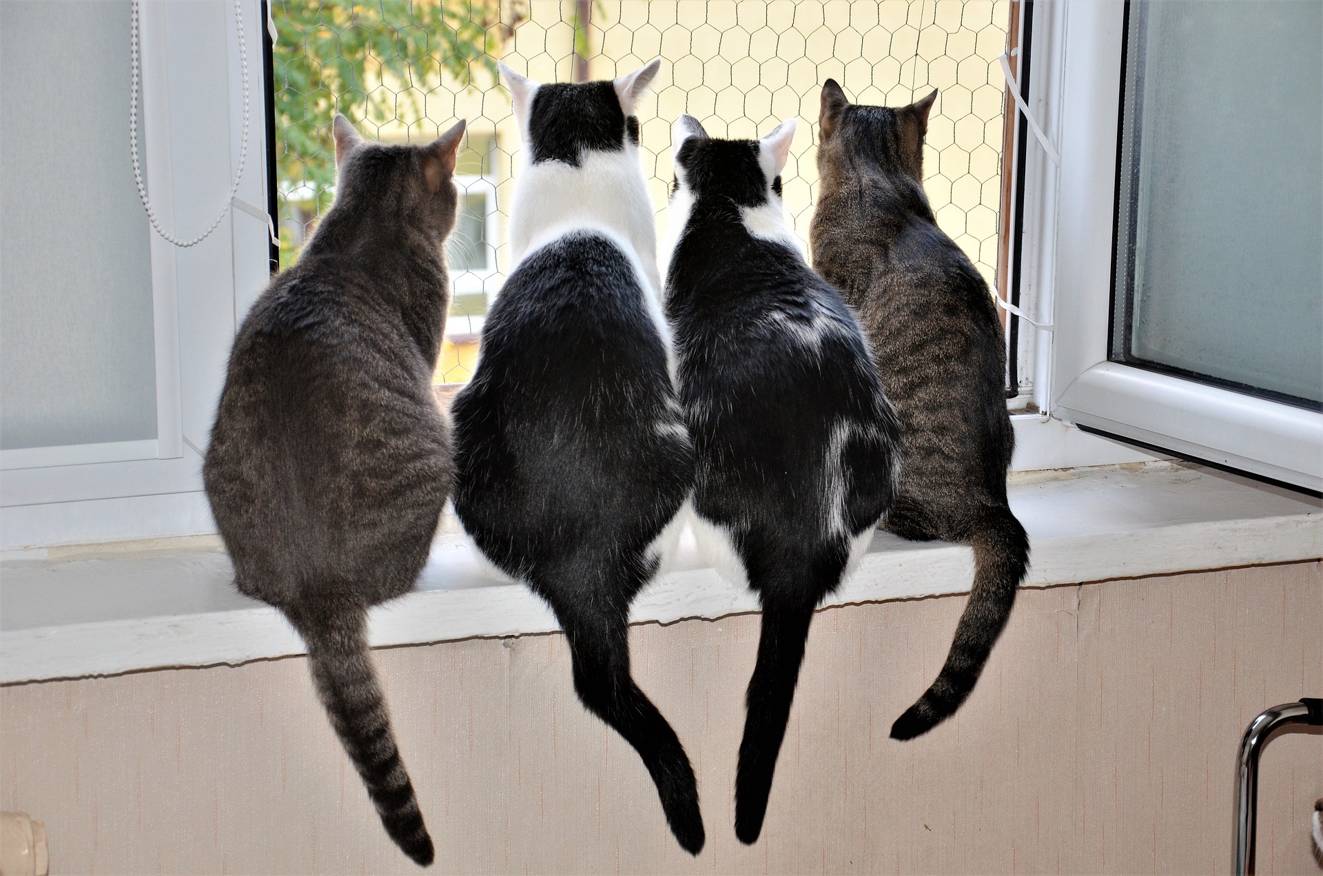 Lymfom er en kræft, der kan ramme forskellige organer hos katten, og symptomerne afhænger af dette. Lymfom hos katten kan ikke helbredes, men det er muligt at bremse angrebet, men en hurtig og korrekt diagnose er vigtig.
