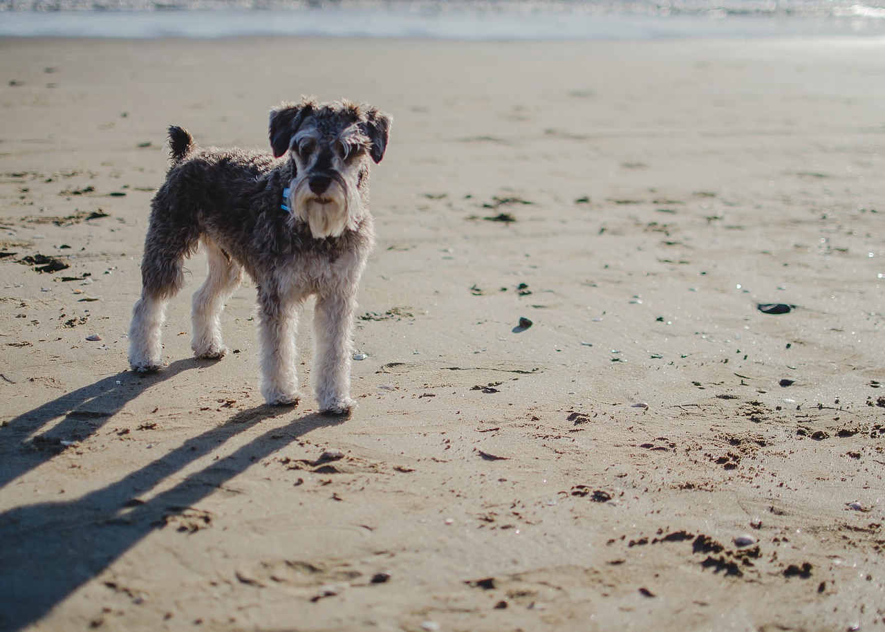 En voksen schnauzer på stranden. Han har en kopieret hale.
