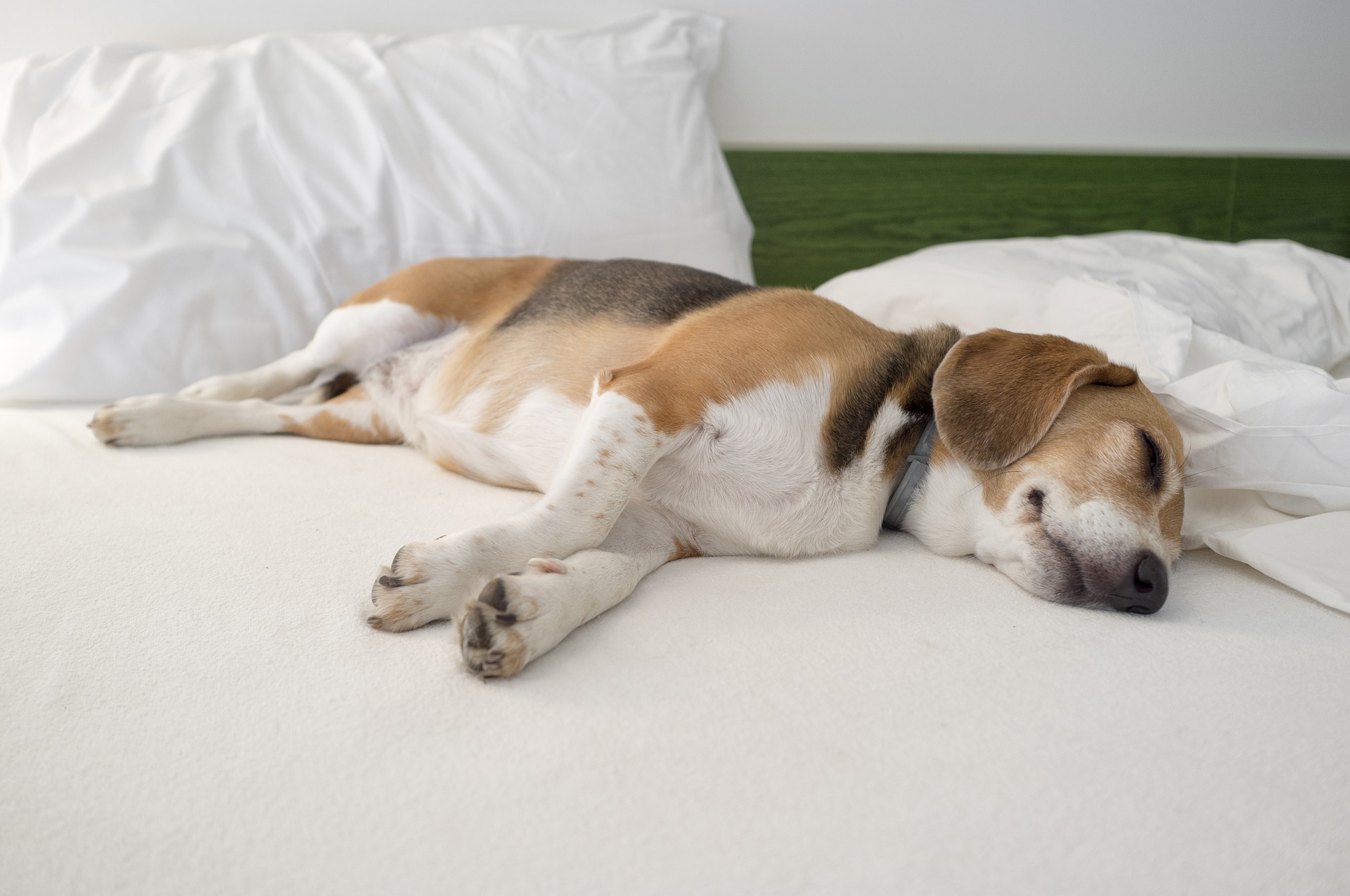 Dårligt holdte og fodrede Beagles har tendens til at tage betydeligt på i vægt.