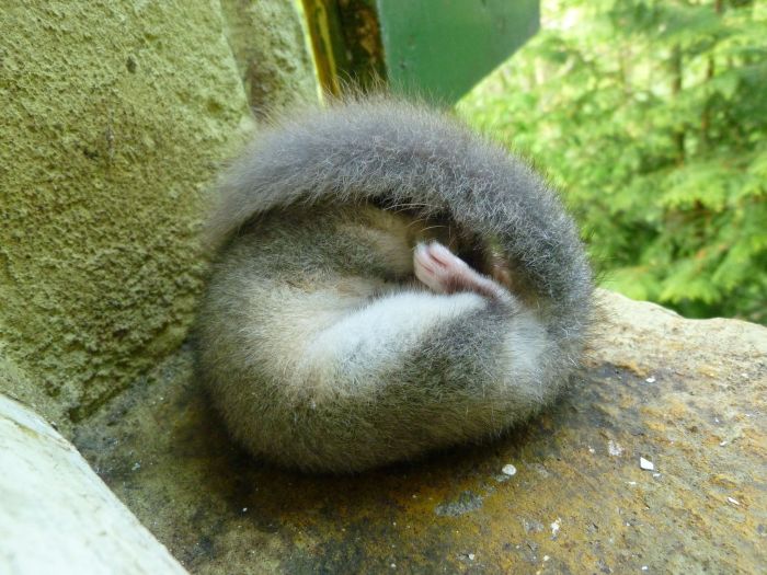 Siebenschläferen sover.