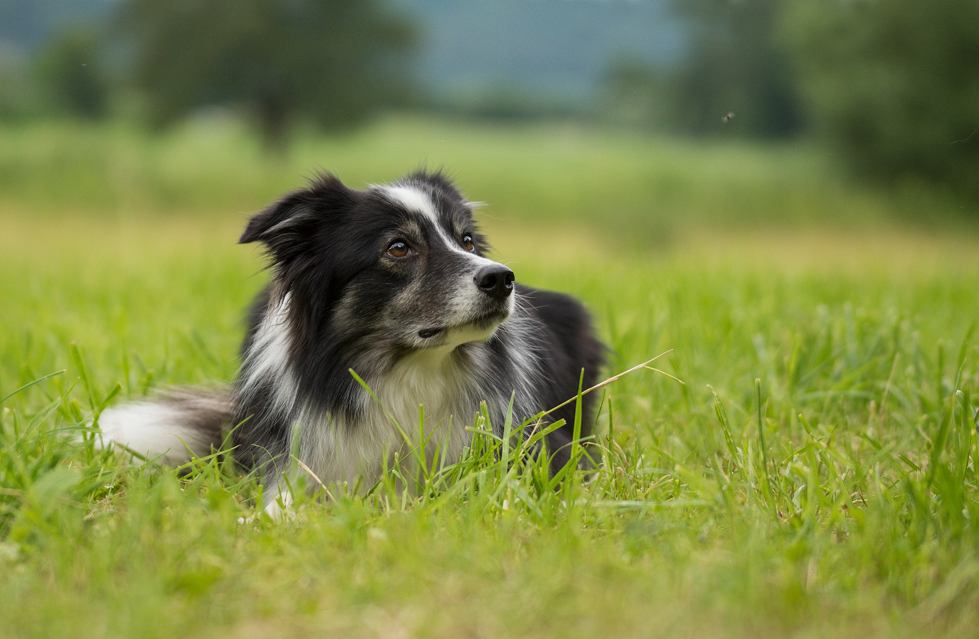 For at beskytte din hund mod myggestik, skal du beskytte den med specielle dråber, halsbånd og myggenet i vinduerne.