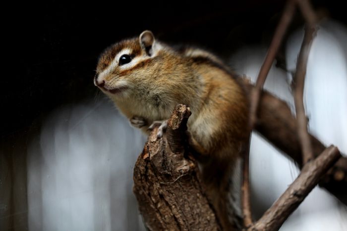 Chipmunk på en gren.
