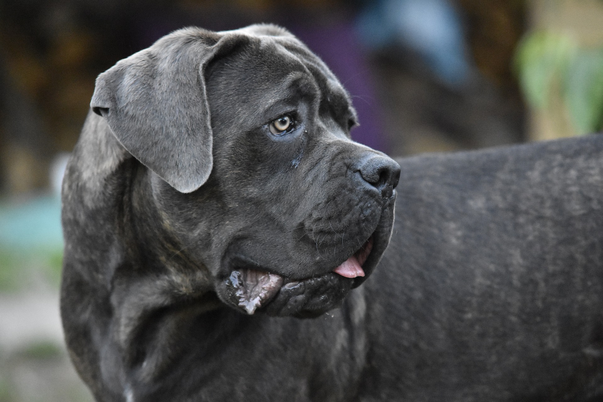 Cane Corso-hunde har brug for en stor dosis fysisk og mental aktivitet på grund af deres oprindelse og intelligens.