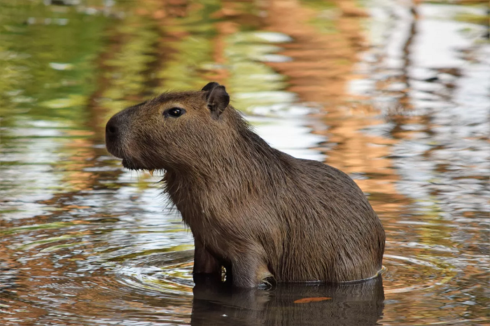 Capybara føler sig i vandet mest hjemme. Om sommeren tilbringer den størstedelen af dagen i vandet.