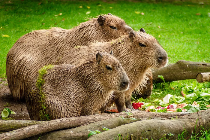 Capybaras er flokdyr og tilbringer helst tid sammen med deres familie.
