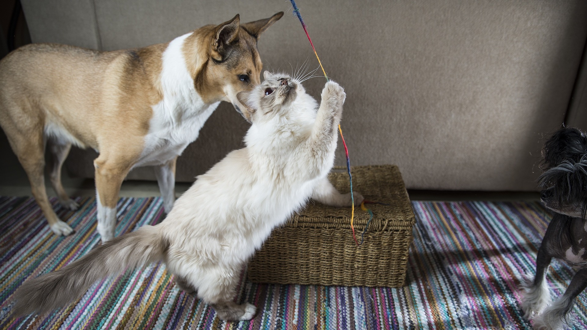 Med god socialisering klarer Birmakattene sig godt med andre dyr - hunde eller andre katte.