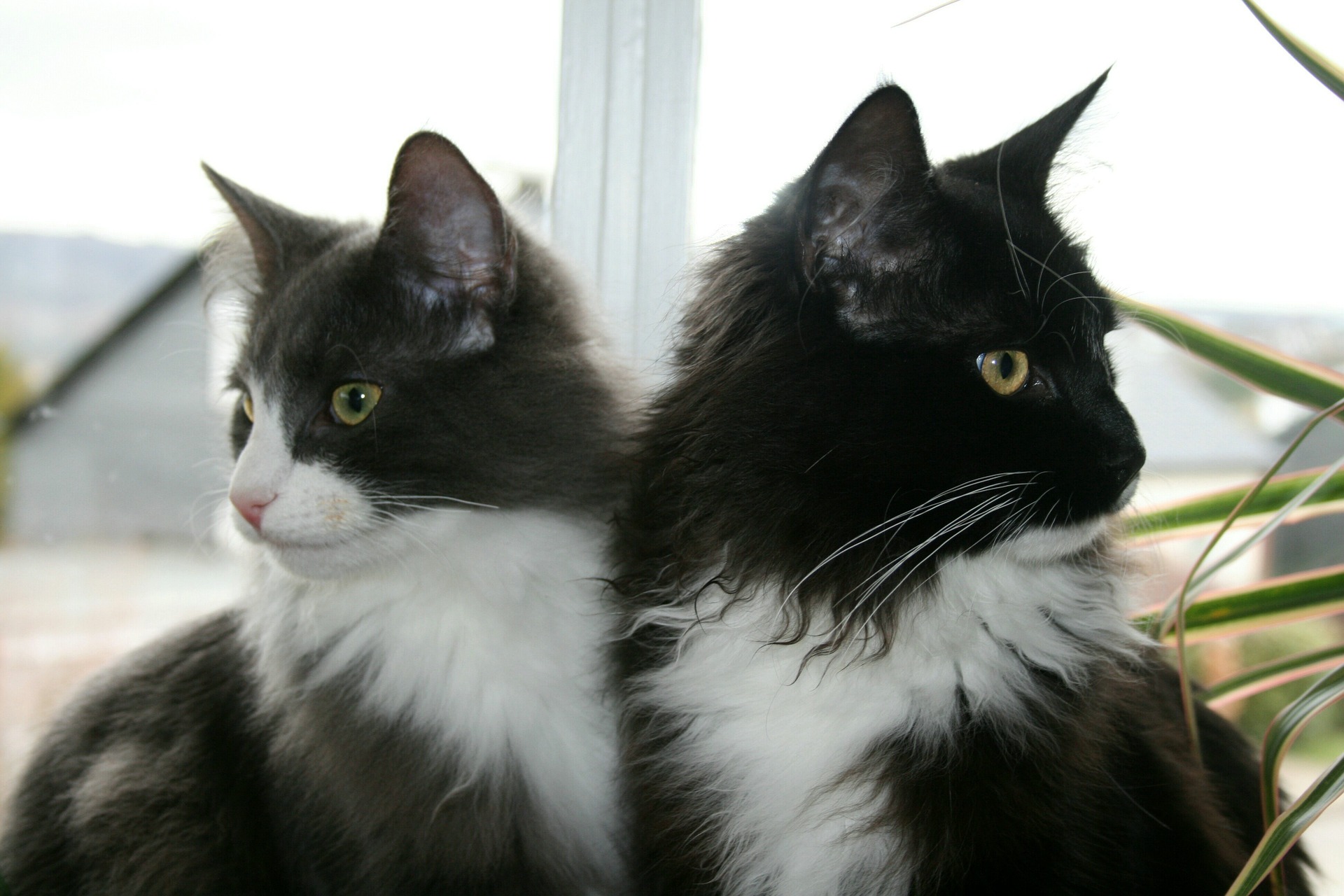 Norsk Skogkatt er Norges nationalrace.