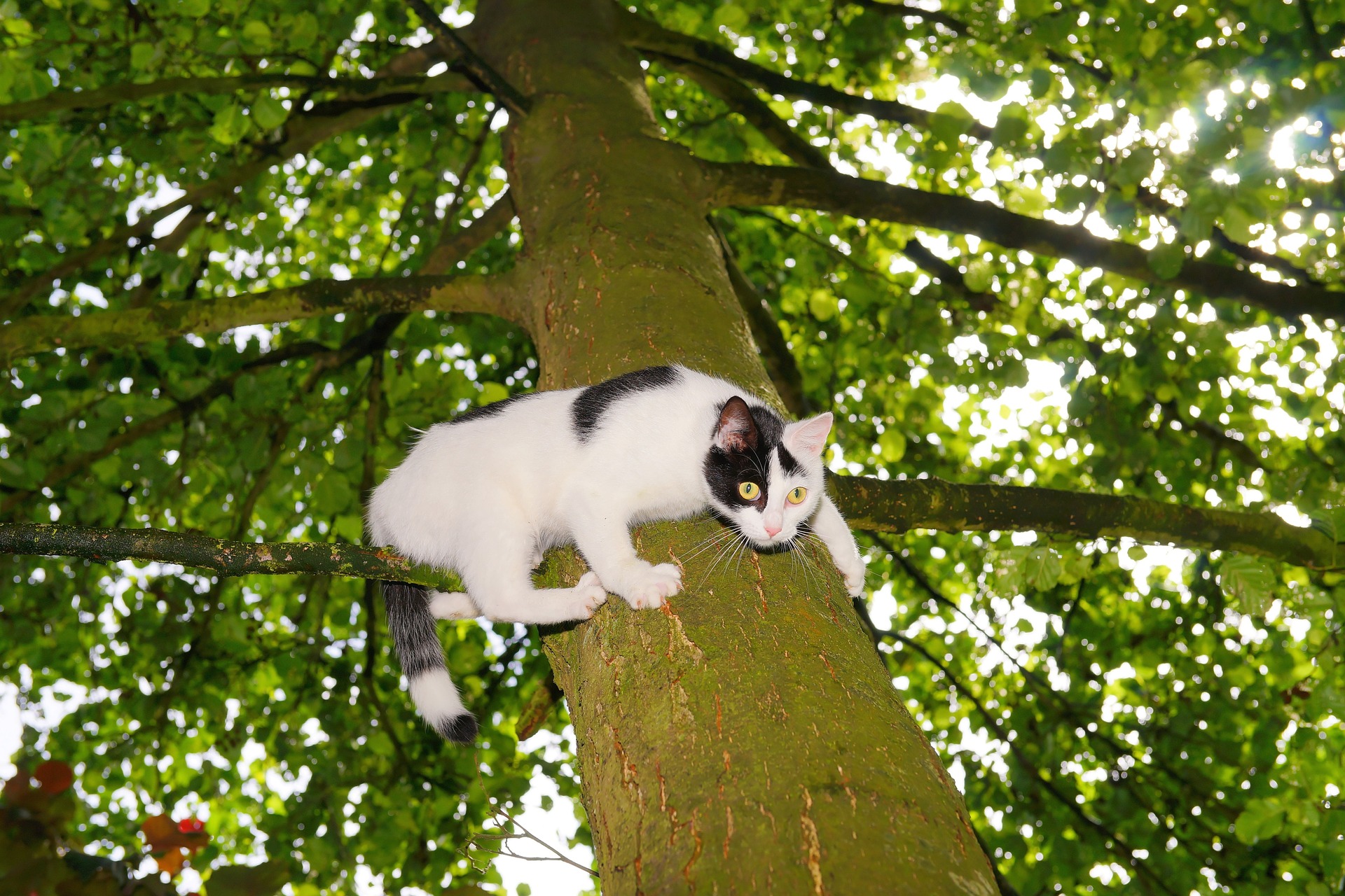 En kat, der er klatret for højt, er bange for at springe ned eller klatre ned.