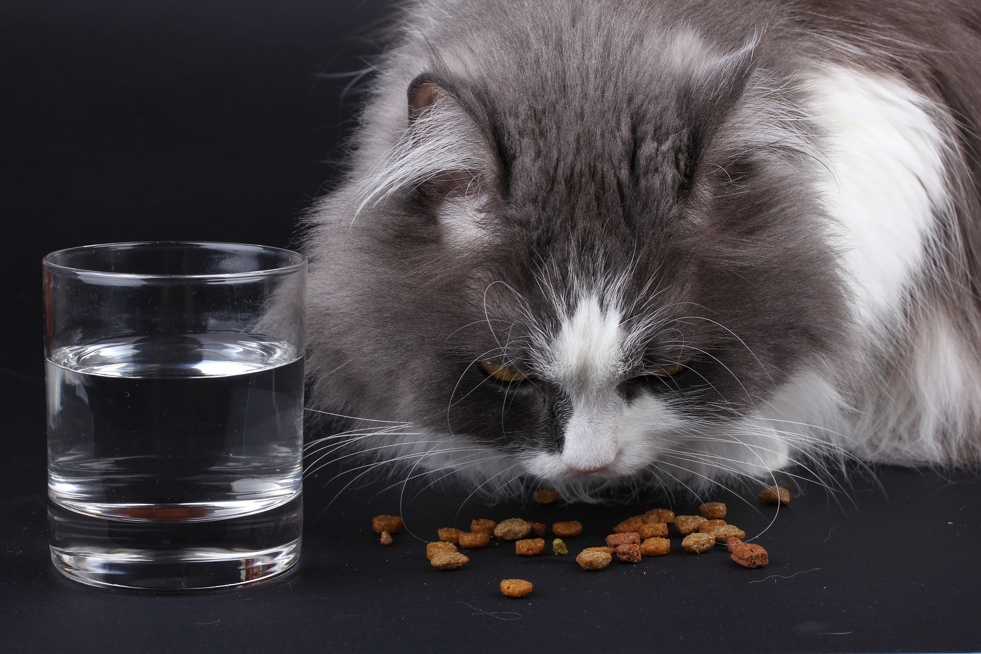 Det anbefales at fodre katten med kødholdigt vådfoder uden tilsætning af korn. Der bør være så mange måltider som muligt, men små i løbet af dagen. Det optimale er 3-4.