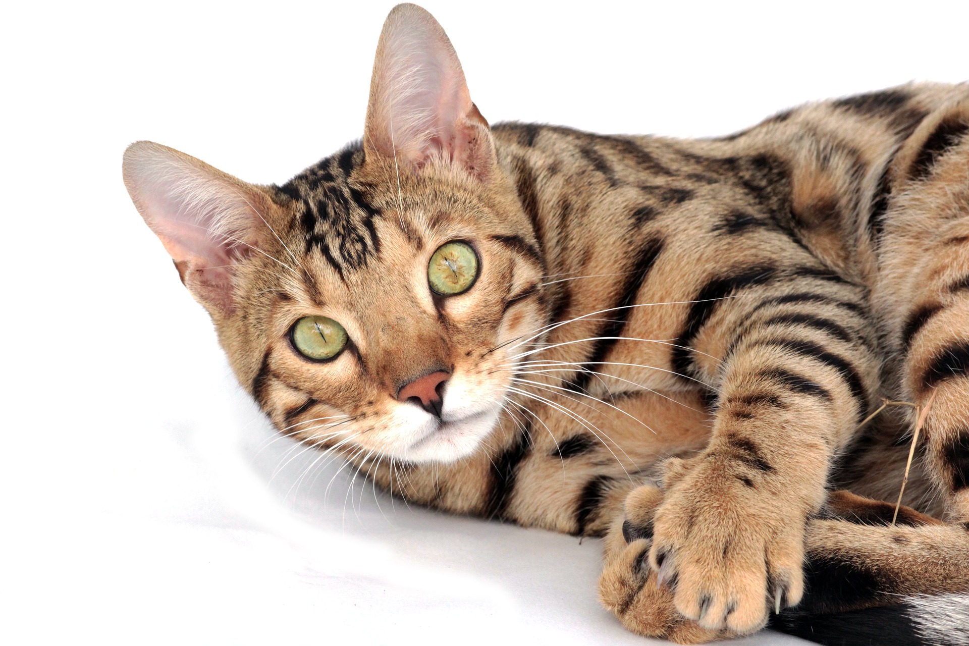 Som en stor katte race har bengalkatte brug for et stort kradsetræ og en passende kost, der er rig på animalsk protein.