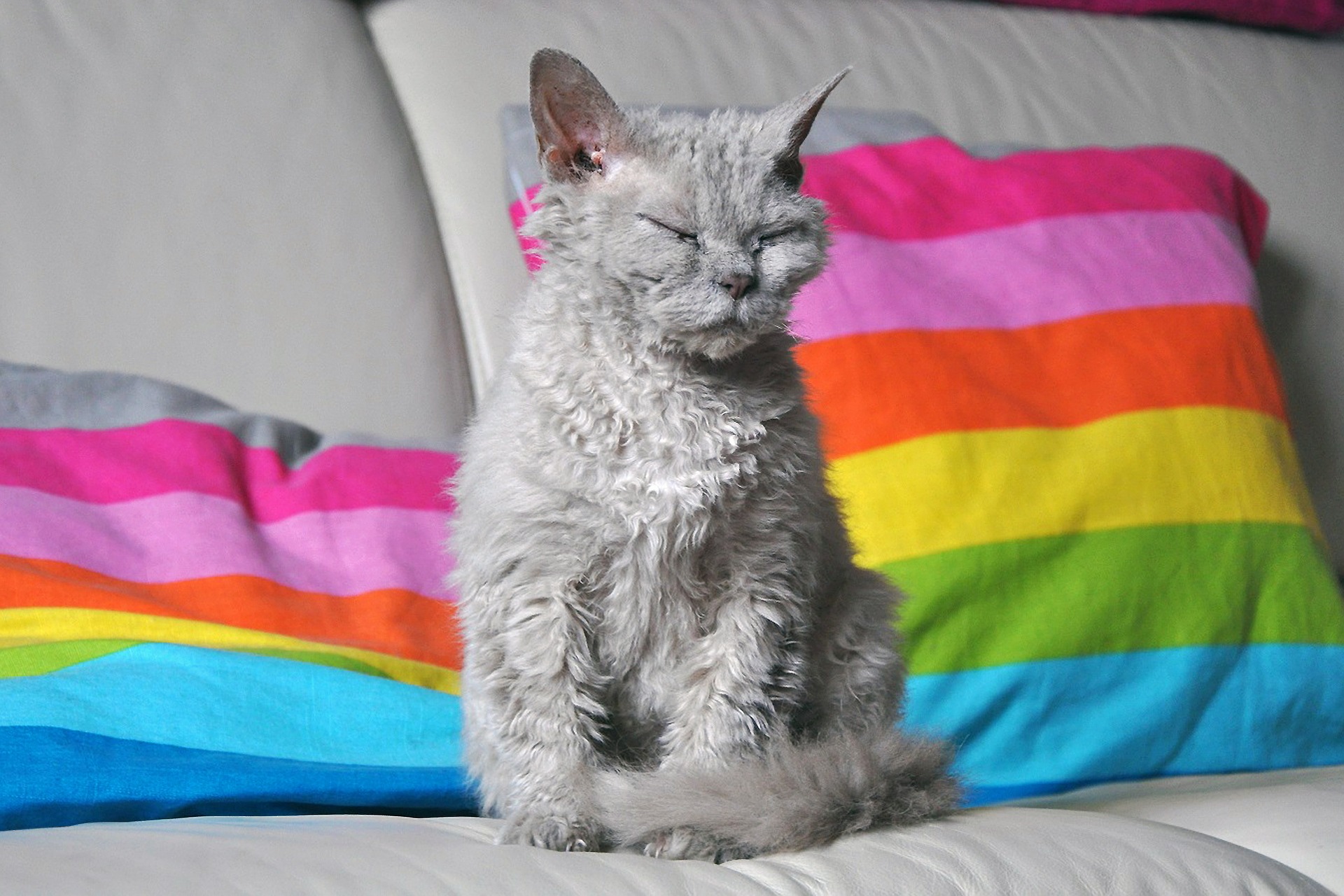 Et karakteristisk træk ved Devon Rex-katten er det bølgede, korte pels og de store ører på det relativt lille hoved.
