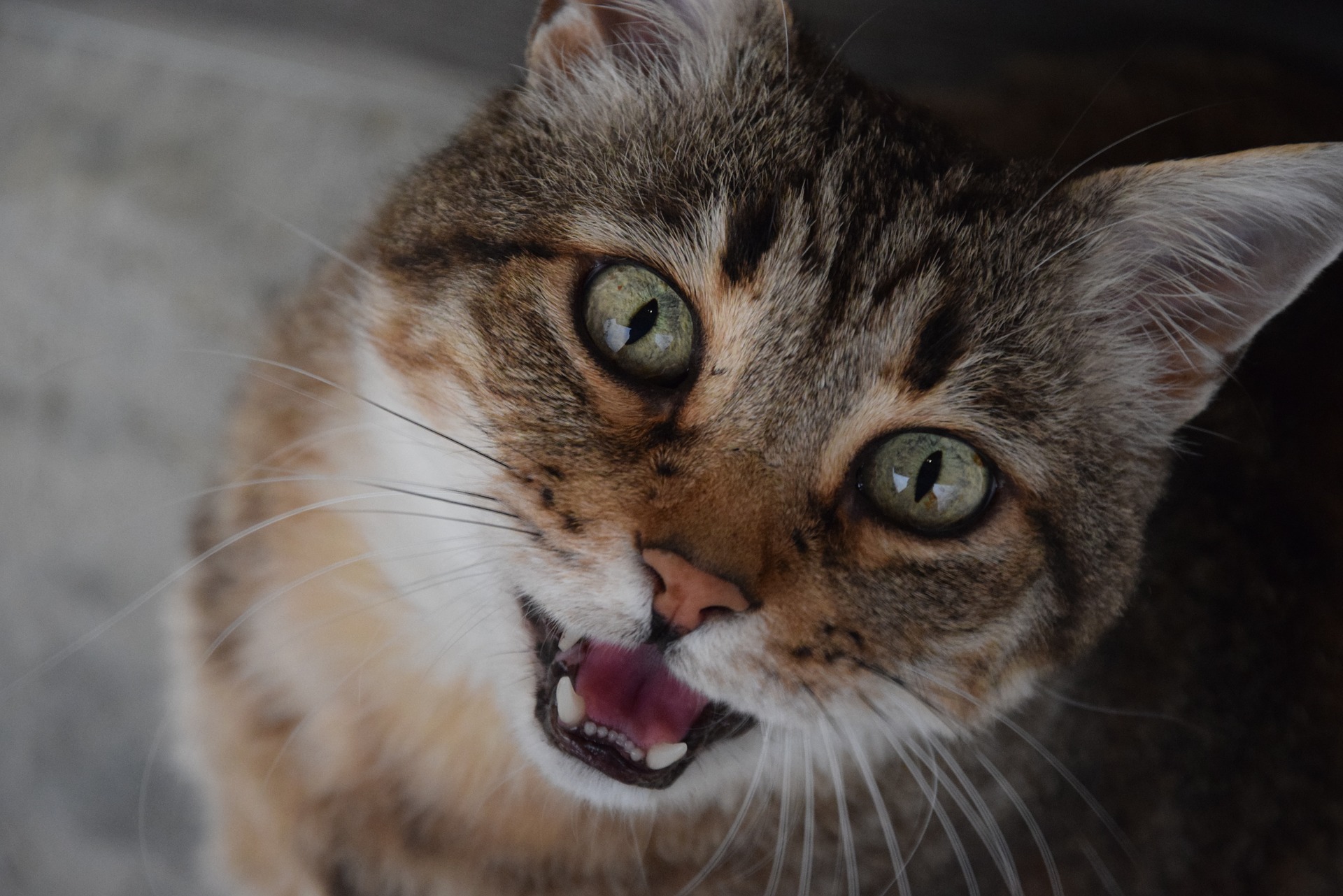 At en kat miaver kan udtrykke ønsket om opmærksomhed, men også vigtige behov - tørst, sult, smerte og ubehag. Vi bør altid sikre os, at katten ikke har brug for vores hjælp.