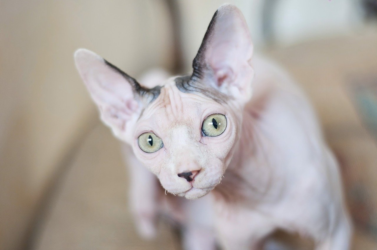 Der findes tre typer af Sphynx-katte: Peterbald, Danubian Sphynx og Canadian Sphynx.
