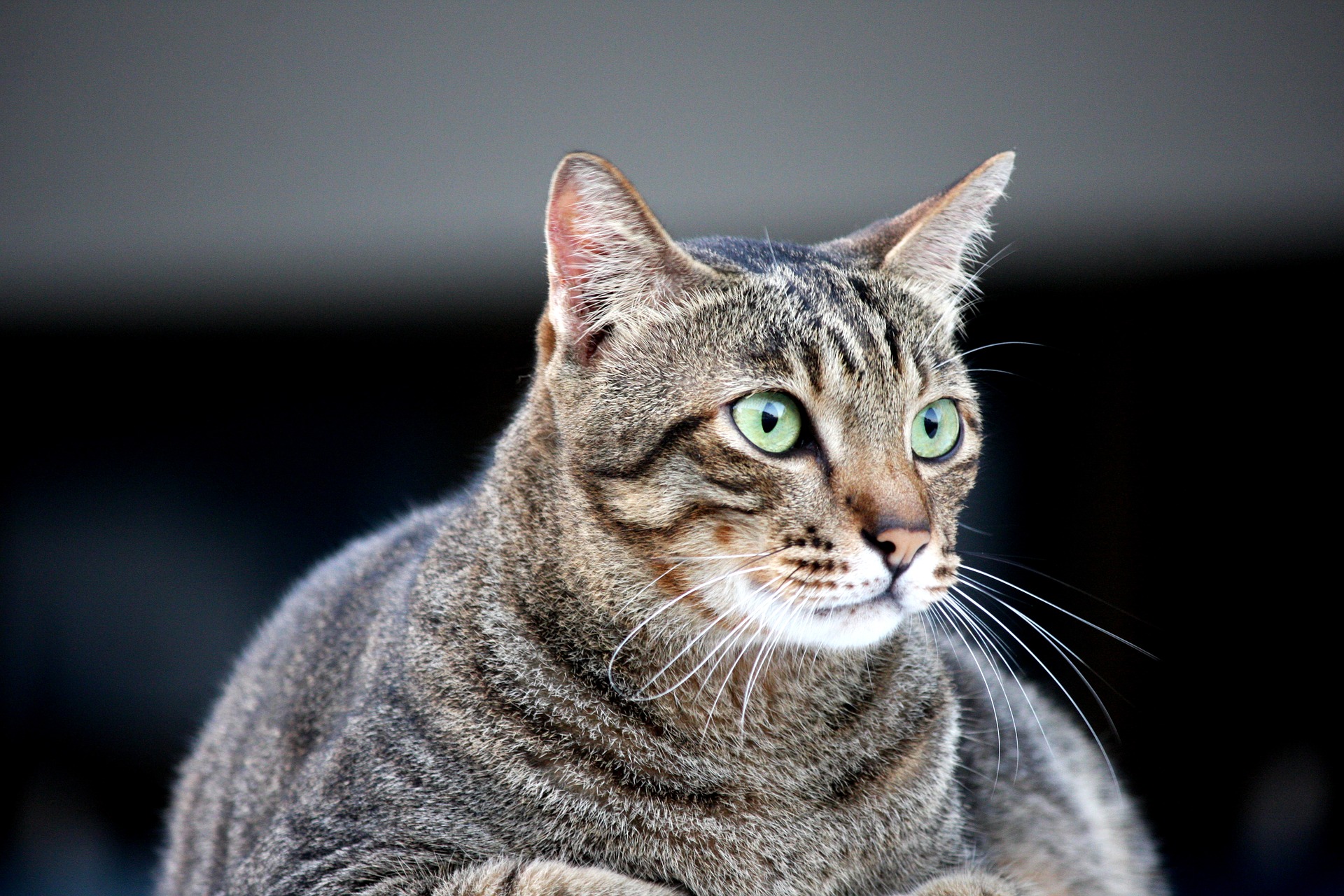 Overvægt hos katte begynder, når deres normale kropsvægt stiger med 15 - 20%.