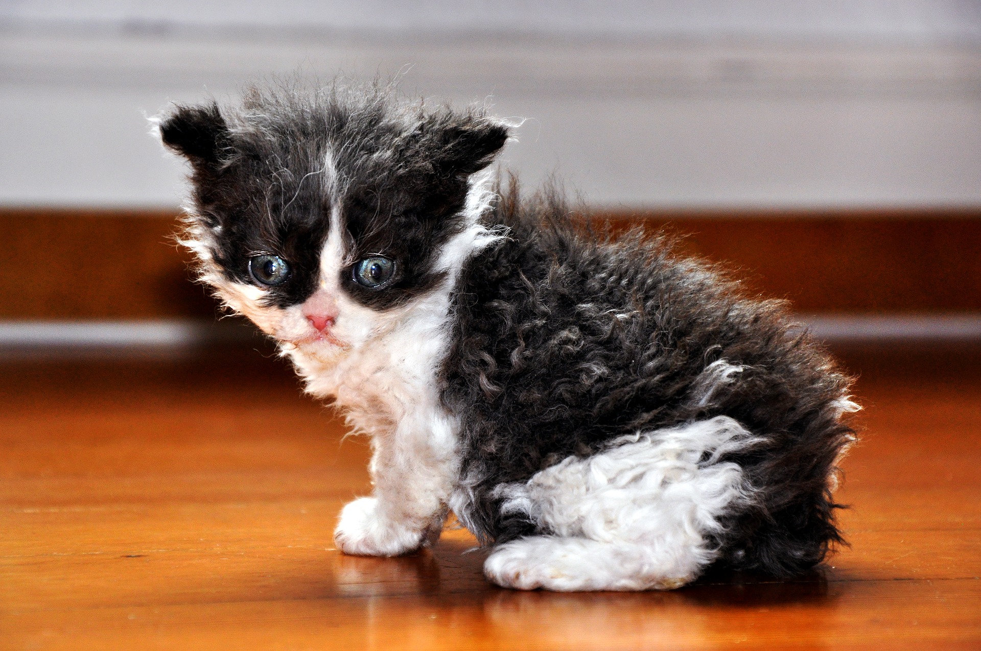 Devon Rex er en legesyg kat med meget energi