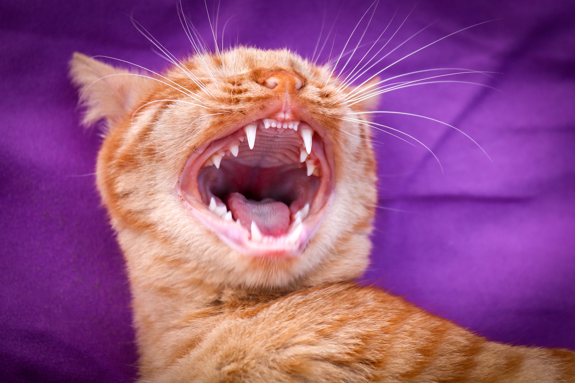 Gingivitis hos katte viser i starten muligvis ikke åbenlyse symptomer. I de tidlige stadier af sygdommen ser du normalt rødt tandkød, hvor det grænser op til tænderne.