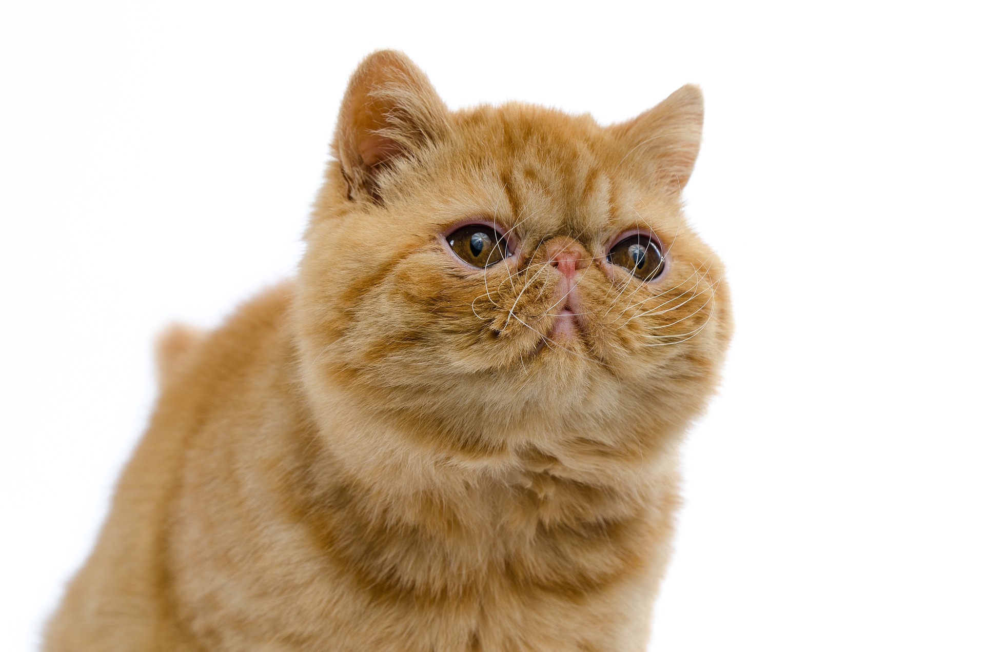 Eksotiske katte er en ret ung race, der blev skabt i 1960'erne.