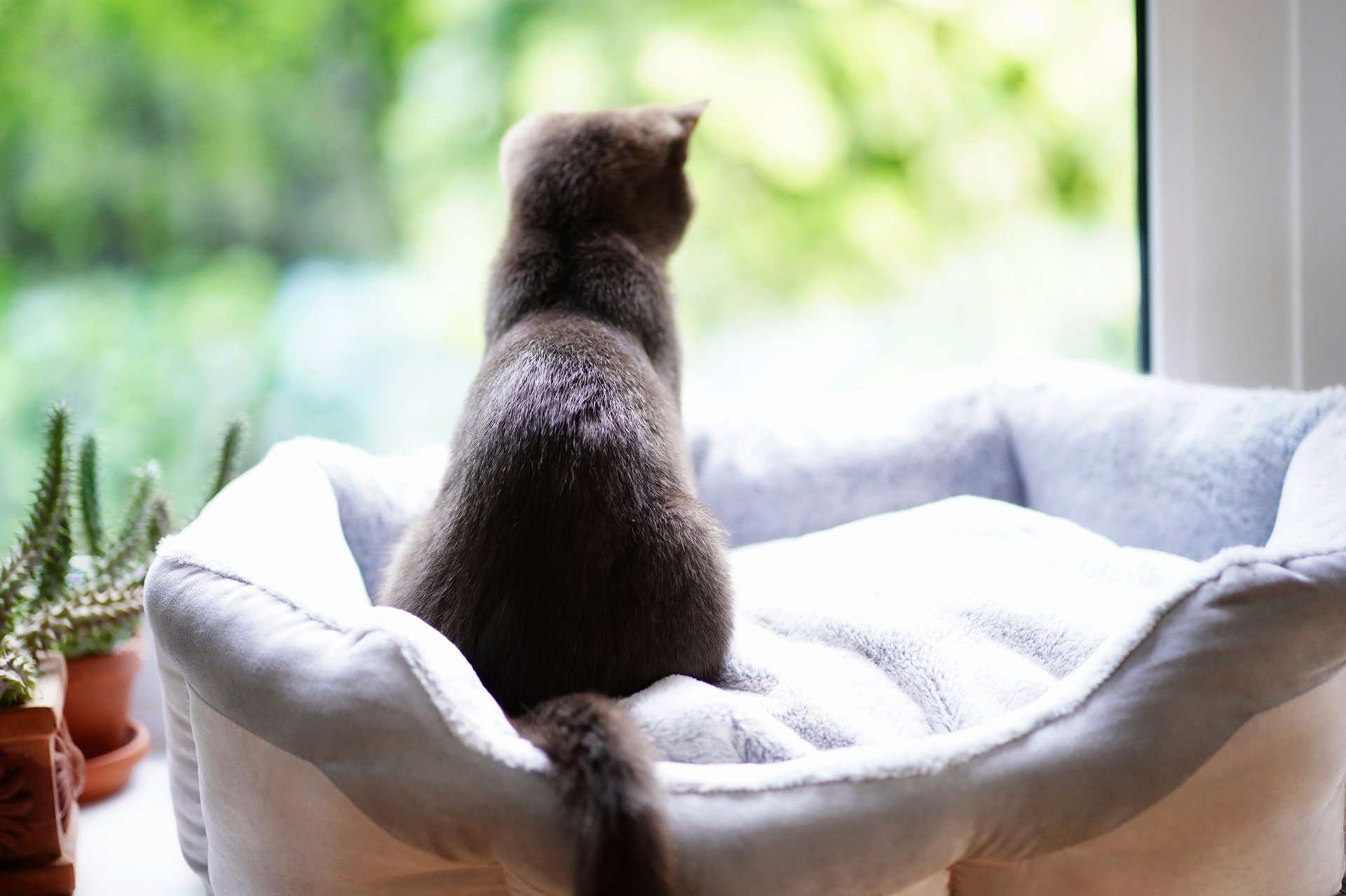 Opkastning hos en kat er ofte et symptom på en sygdom, hvor de hår, katten har indtaget, klumper sig sammen i fordøjelsessystemet til hårbolde. Når katten forsøger at fjerne de klumpede hår fra fordøjelsessystemet, kaster den op - først med maden eller spyt, derefter med hårene.