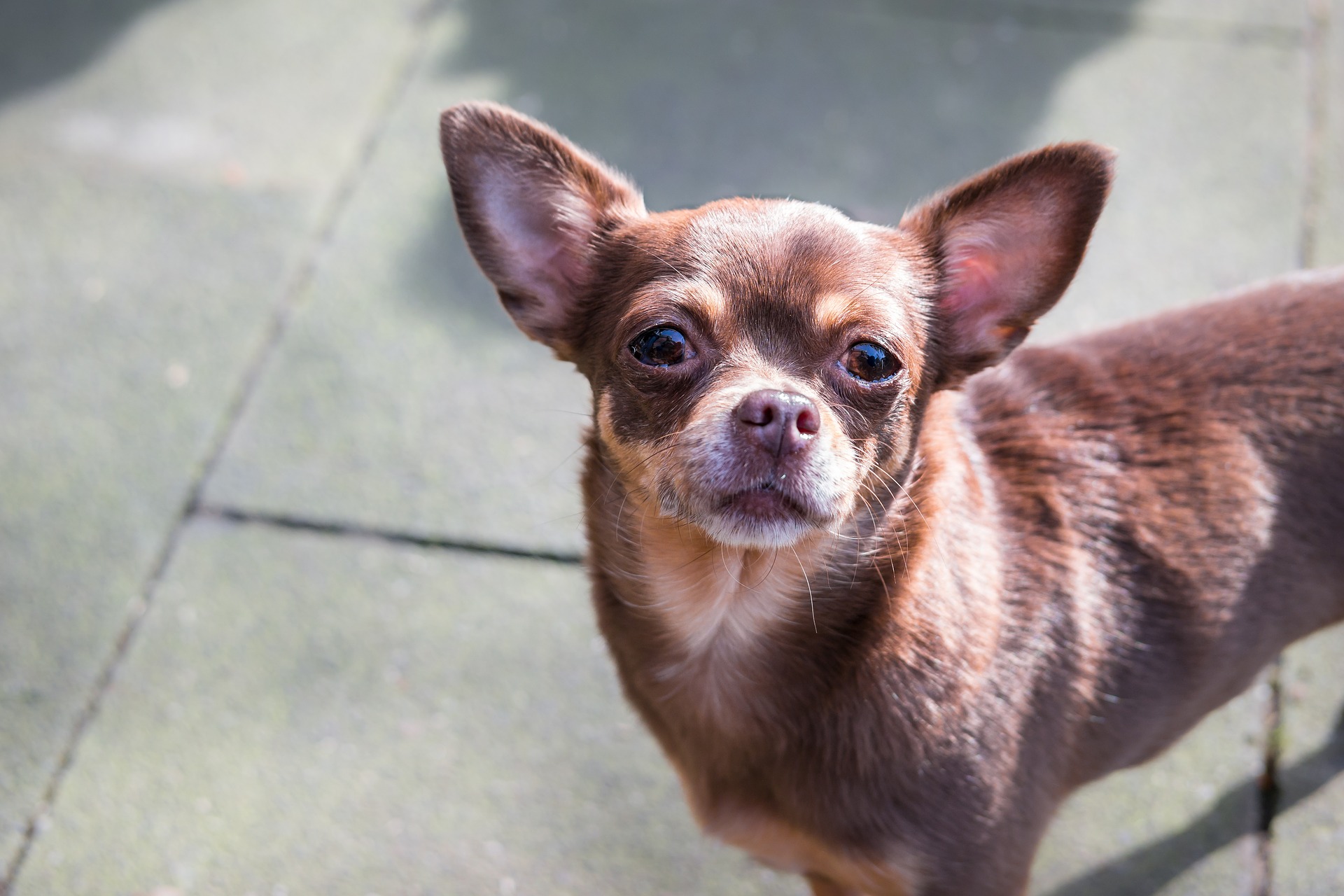 Chihuahua kan have en lang eller kort pels, med forskellige nuancer.