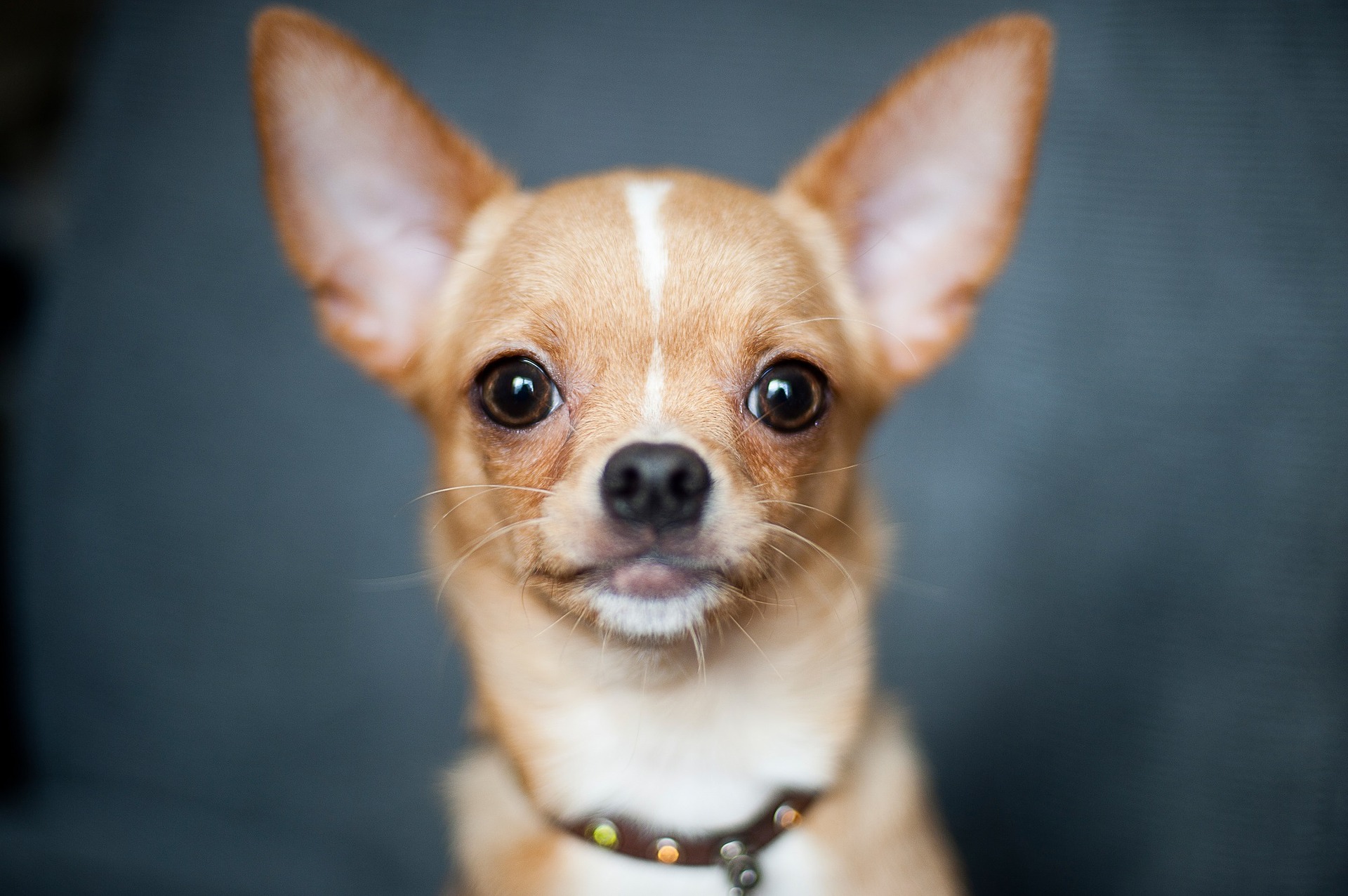 Chihuahuas betragtes som den mindste husdyrsrace i verden.