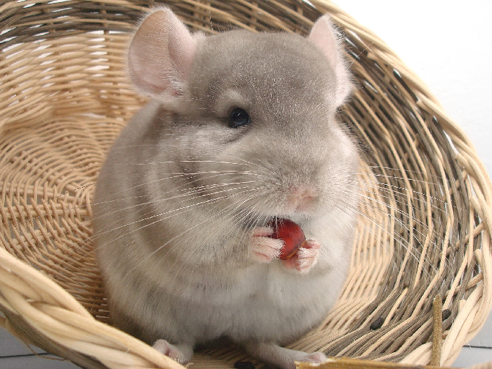 Chinchilla spiser frugt.