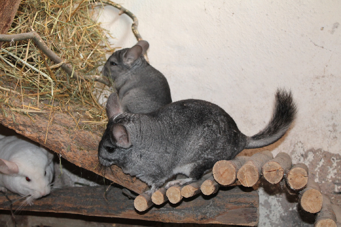 To chinchillaer i et bur.