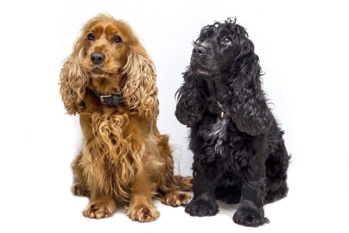 To Cocker Spaniels, en brun og en sort.