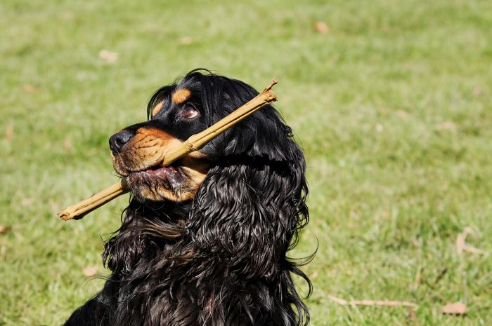 Cocker spaniel med en stok.